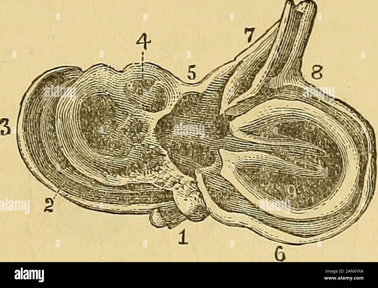 A practical treatise on the diseases of the ear including the anatomy of the organ . P, %j^/ Osseous OocMea and Semicircular Canals,with Stapes Bone. Left Ear of Adult.—After Rudinger. Bight Osseous Vestibule, Semicircular Ca-nals, Cochlea, and Ossicula Auditus ofNewly-born.—After Rudinger. tal 5mm. The part common (canalis communis) to the twovertical canals is from 2 to 3 millimetres in length. Thediameter in a grown man varies from 1.3 to 1.7 millimetres.Wharton Jones makes their caliber about one-twentieth of aninch in a direction from the concavity to the convexity of theircurve.. The Big Stock Photo