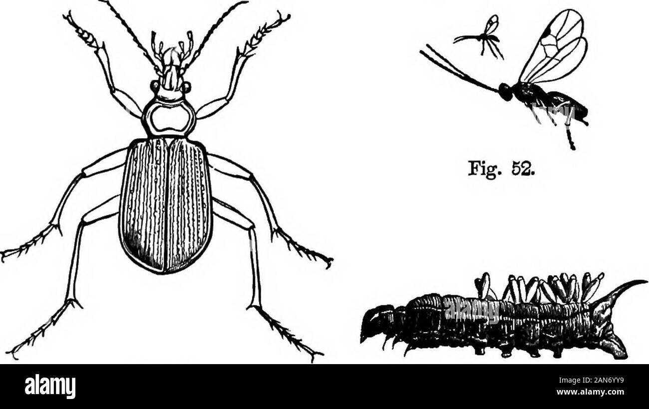 Manual of agriculture, for the school, the farm, and the fireside . n this account. 792. The ground-beetles are very active in theirmotions, and although varying greatly in size, more oress resemble in their general outline and conformation,igure 51, which is one of the largest of its class, and iscommonly called the caterpillar-hunter. THE APPLE-TREE CATEEPILLAE. 223 793. Ichneumon-flies are of various species and dimen-sions, but they all have four wings of membranoustexture, and the general appearance of a wasp. Someof them pierce the eggs of other insects and deposittheir own within them; Stock Photo