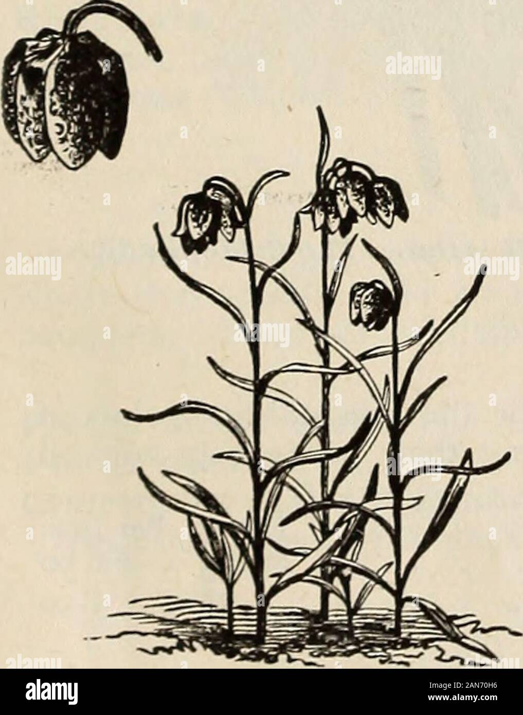 Showy guinea flowers hires stock photography and images Alamy