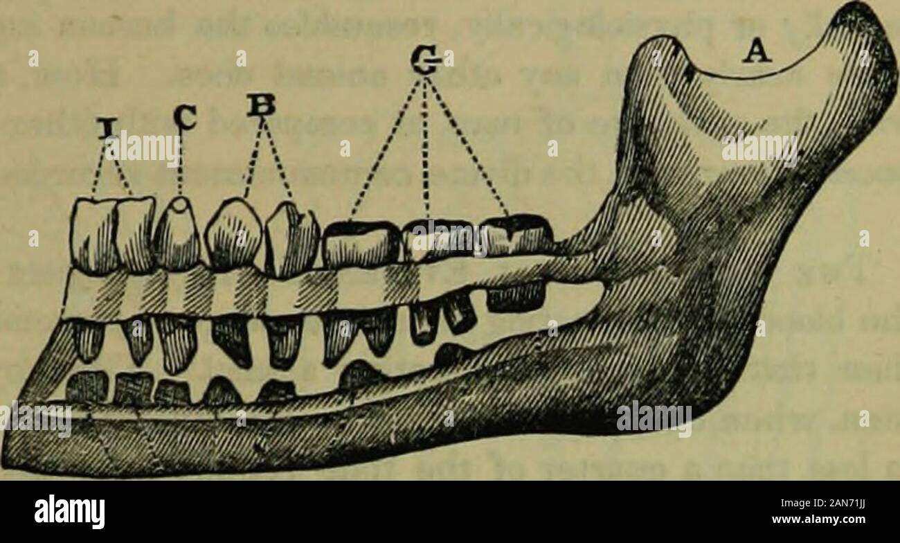 The hydropathic encyclopedia: a system of hydropathy and hygiene .. . JAWS AND TEETH OF AN OHANG-0TJTANG. Woe, have a nearer resemblance to those of carnivorous animals thannave human teeth, which fact would place men, if possible, at even s(T«a!»»r distance than the orang-outang from the carnivore It should DIETETIC CHARACTER OF MAN. WJ. HUMAN JAW AND TEETH. .ie noticed, however, that iu some species of monkeys—the baboonfor example—the cuspids do resemble the corresponding teeth of carnivorous animals, an arrangement which serves them for weapons o{offense and defense, but not for cutting an Stock Photo