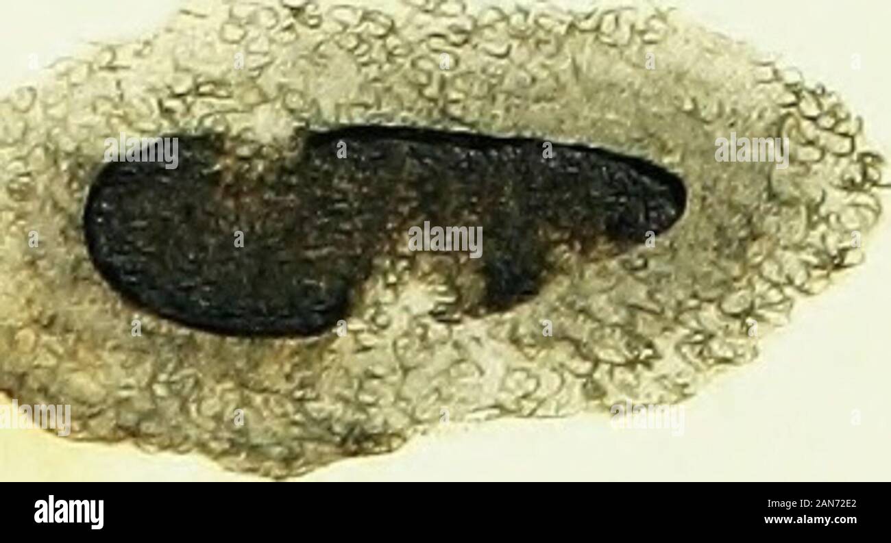 The natural history of British insects; explaining them in their ...