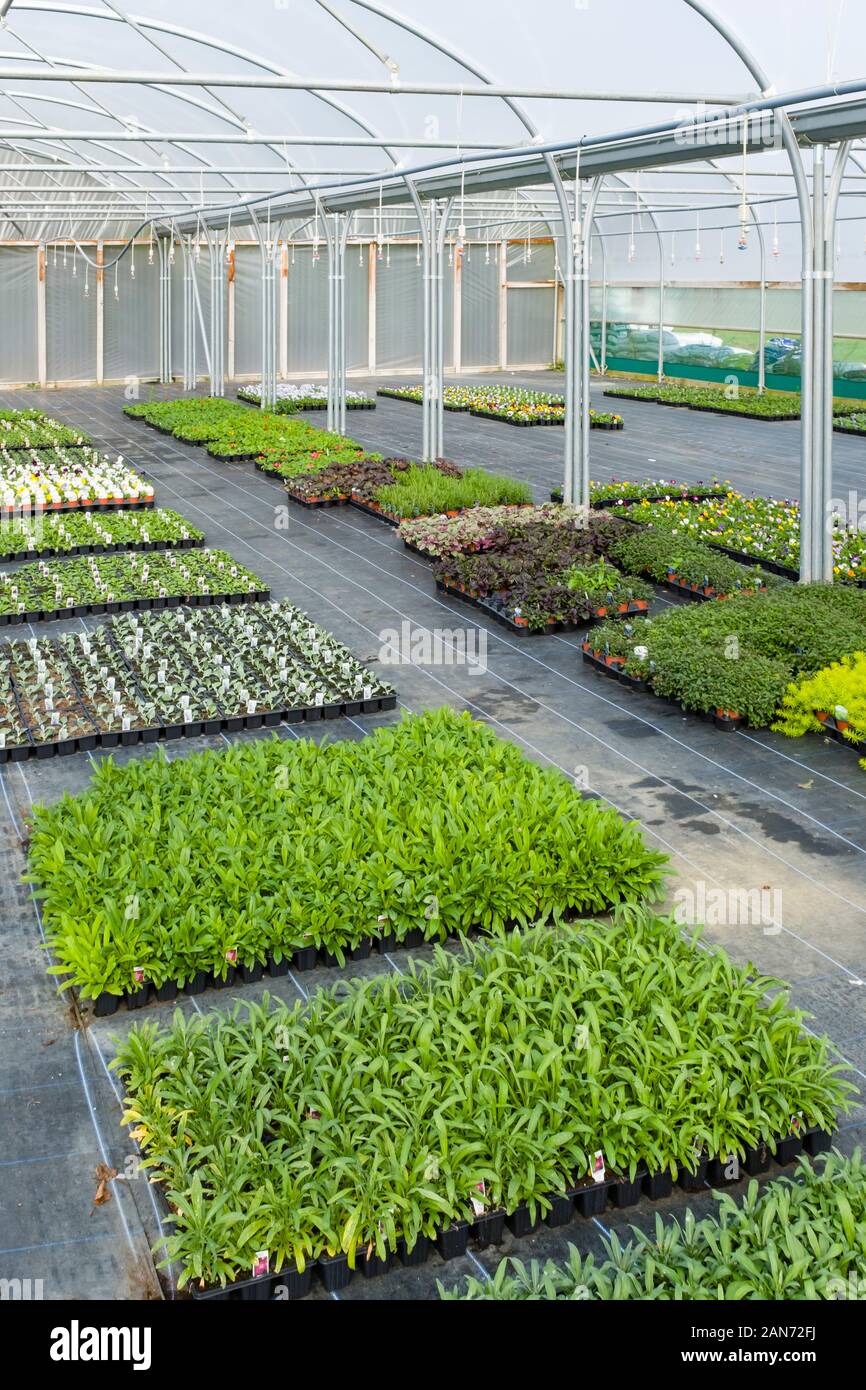 BUCKINGHAMSHIRE, UK - September 14, 2019. Garden plant seedlings growing inside a commercial nursery greenhouse in the UK Stock Photo