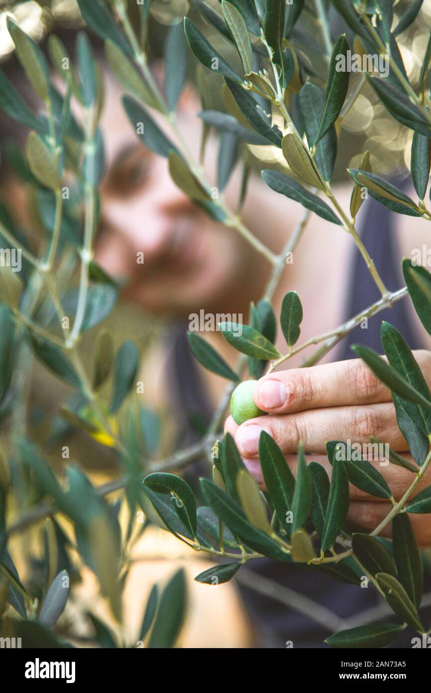 Farmer is harvesting and picking olives on olive farm. Gardener in Olive garden harvest. Olives garden Stock Photo