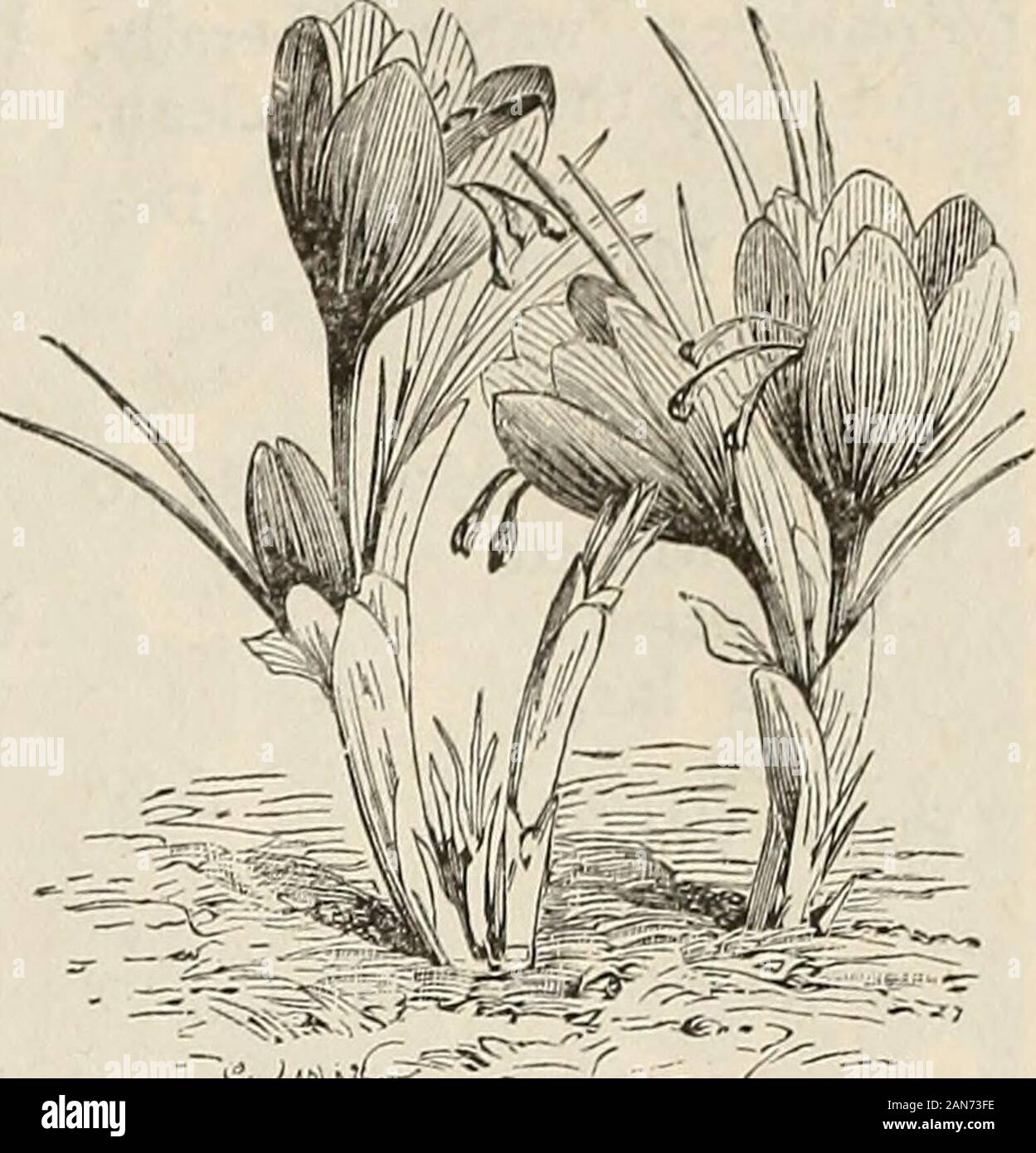 Autumn catalogue 1894 : bulbs . Each. Per Doz. $O.IO $I.OO .15 I.50 BULBS, PLANTS, SEEDS, AND SUNDRIES. 13 CRINUM. Handsome Amaryllis-like bulbous plants for the greenhouse or window. The flowers arecarried on stout stems, and continue beautiful for weeks. The bulbs are ready in November. Each. By Mail. Crinum, mixed, fine bulbs • $0.30 $0.40 Crinum Kirkii, flowers very large and remarkably beautiful; petals white with purple stripe -9° l-°° CROCUS, This favorite of the garden is one of the earliest tof.ower in spring, often displaying its bright and lovelyblossoms early in March. Plant the bu Stock Photo
