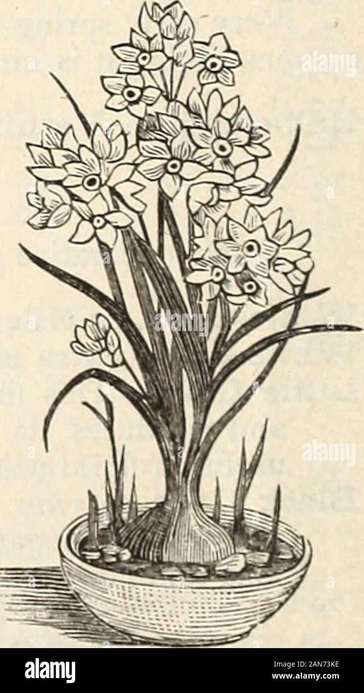 Autumn catalogue 1894 : bulbs . Fine large bulbsExtra large bulbs CHINESE NARCISSUS OR SACRED LILYNEW YEARS LILY. This is a beautitul and interesting va-riety of Narcissus Tazetta. It was intro-duced in Boston a short time ago by theChinese, who grow and flower it admirablyin theip shop windows. It is very easilygrown in water, and if set in the centre ofa shallow dish, with small pieces of marbleor stones, the roots will form a beautifulnet work, and the bulb will flower freely.One bulb we grew had ninety-seven ex-panded flowers at one time. The flowersare yellow and white. Very attractive an Stock Photo