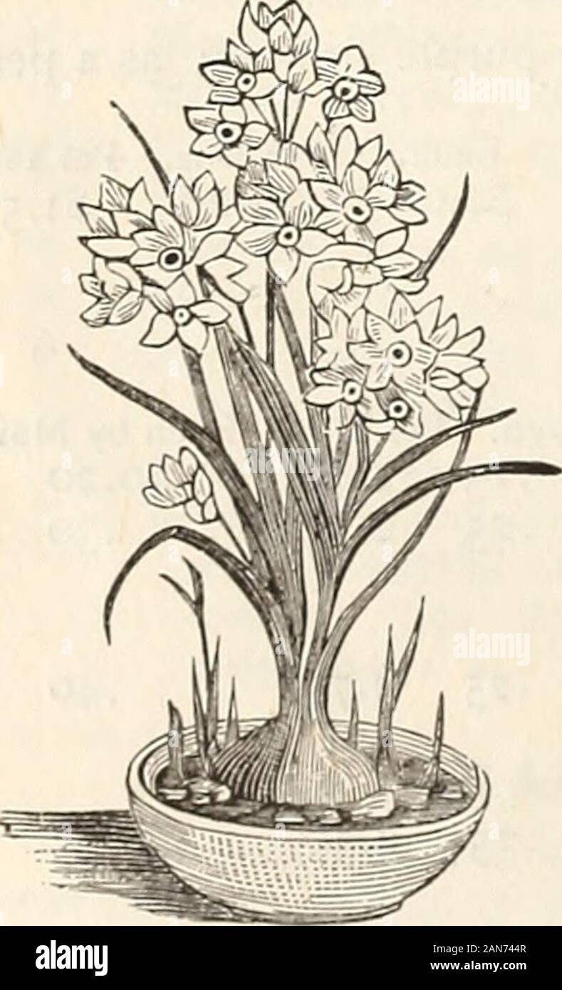 Autumn catalogue 1894 : bulbs . COLCHICUM. These lovely hardy little flowers spring into bloom, as if by magic,in September. The leaves appear in spring and the flowers, which areof a variety of colors, greatly resemble the crocus. Each. Per Doz. Per 100. Autumnale, mixed colors $0.05 $0.45 $3.00 Autumnale alba, pure white .... .10 1.00 6.00 Colchicum.. Fine large bulbsExtra large bulbs CHINESE NARCISSUS OR SACRED LILYNEW YEARS LILY. This is a beautitul and interesting va-riety of Narcissus Tazetta. It was intro-duced in Boston a short time ago by theChinese, who grow and flower it admirablyin Stock Photo
