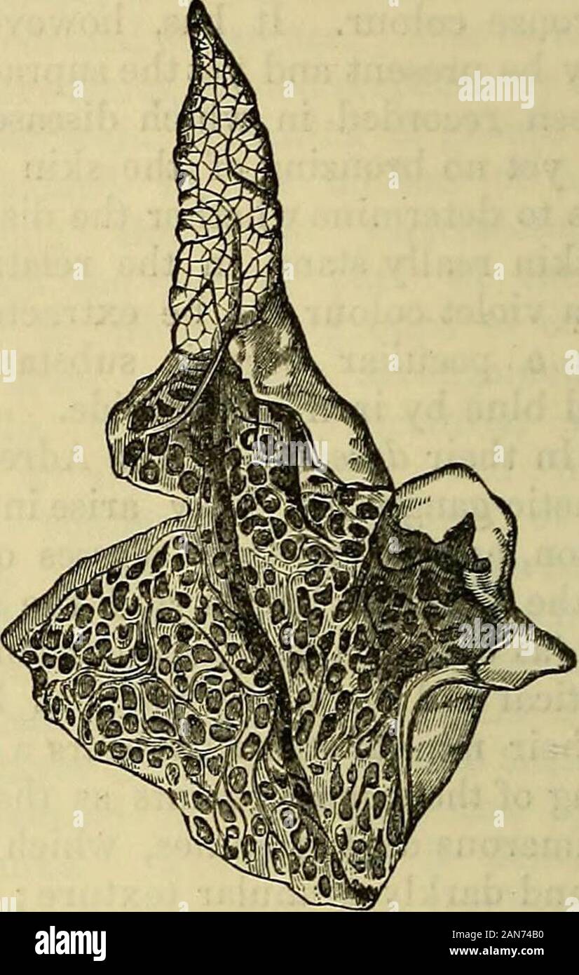 P 698 High Resolution Stock Photography And Images Alamy