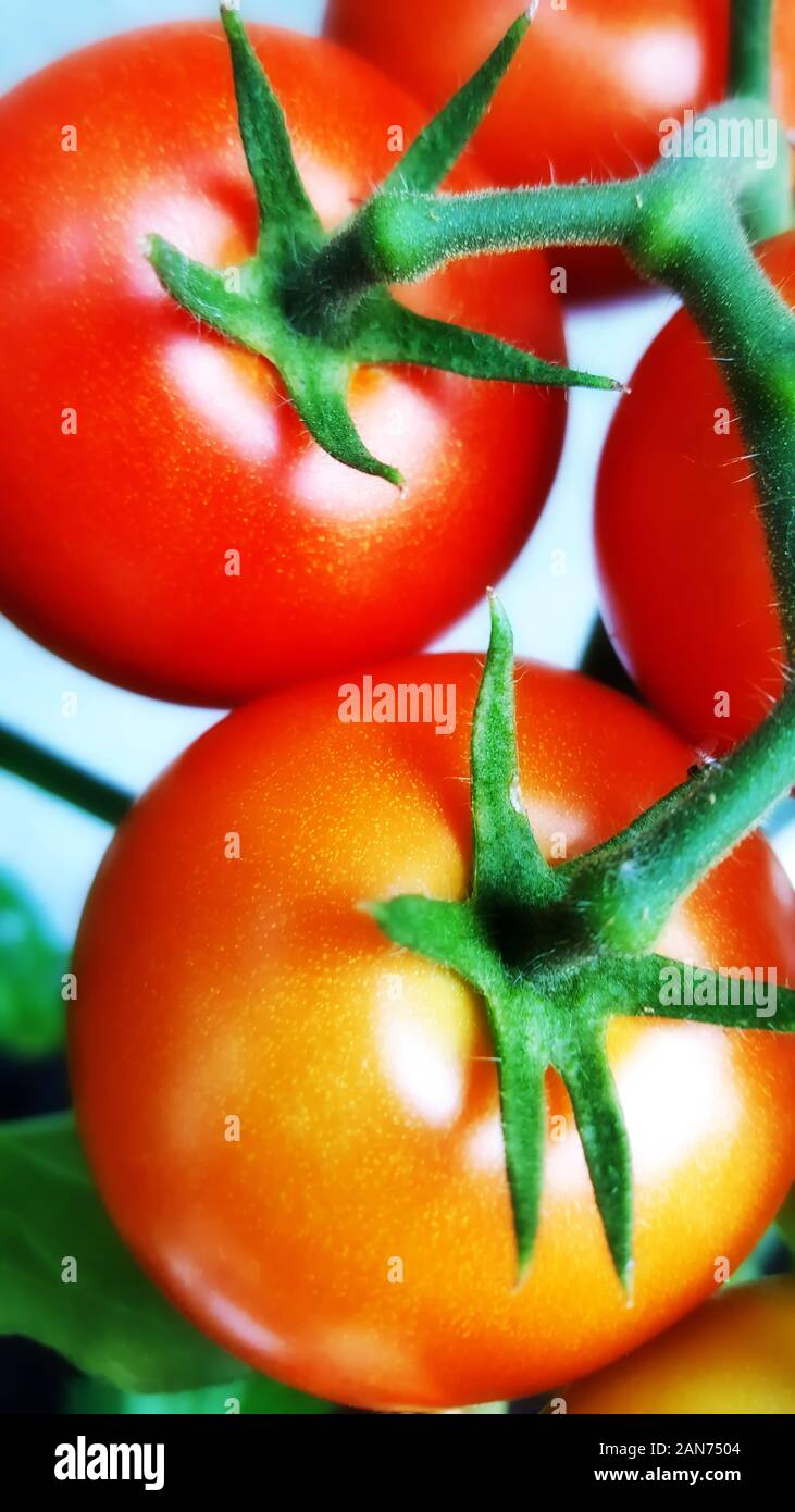 Tomato plant with red and green tomatoes Stock Photo - Alamy