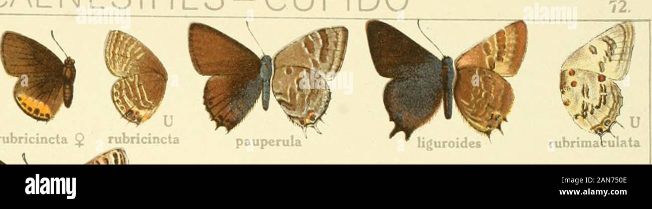 Die Gross-Schmetterlinge der Erde : eine systematische Bearbeitung der bis jetzt bekannten Gross-Schmetterlinge . musagetes ^ (?) rubricincta $ rubricincta pauperula Stock Photo