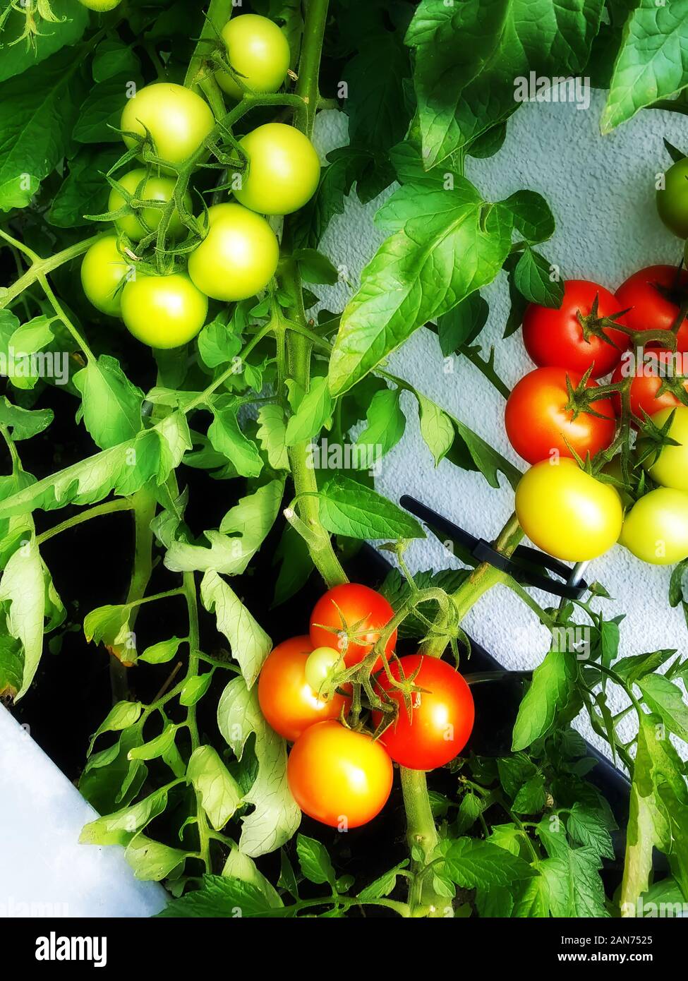 Tomato plant with red and green tomatoes Stock Photo - Alamy