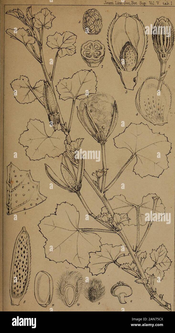 Florula adenensis : a systematic account, with descriptions, of the flowering plants hitherto found at Aden . a denticulata, Fres. . 9 Sphserocoma Hookeri, T. Anders. 7 Statice axillaris, Forsk. . 29 Bovei, Jaub. et Spach . 29 lanceolata, Edgew. 29 Steinheilia radians, Dene. 24 Sterculia Abyssinica, Br. . 9 Arabica, T. Anders. 9 Stipagrostis plumosa, Munro . 40 Stroemia glandulosa, Vahl . . 4 longifolia, Br. . . 4 monopetala, Edgew. 4 Talinurn decumbens, Willd. . 20 Taverniera glauca, Fdgew. . 17 Tephrosia Apollinea, DC. . 16 Tetrapogon villosum, Desf. . 40 Traganum nudatum, Del. . 31 Trianthe Stock Photo