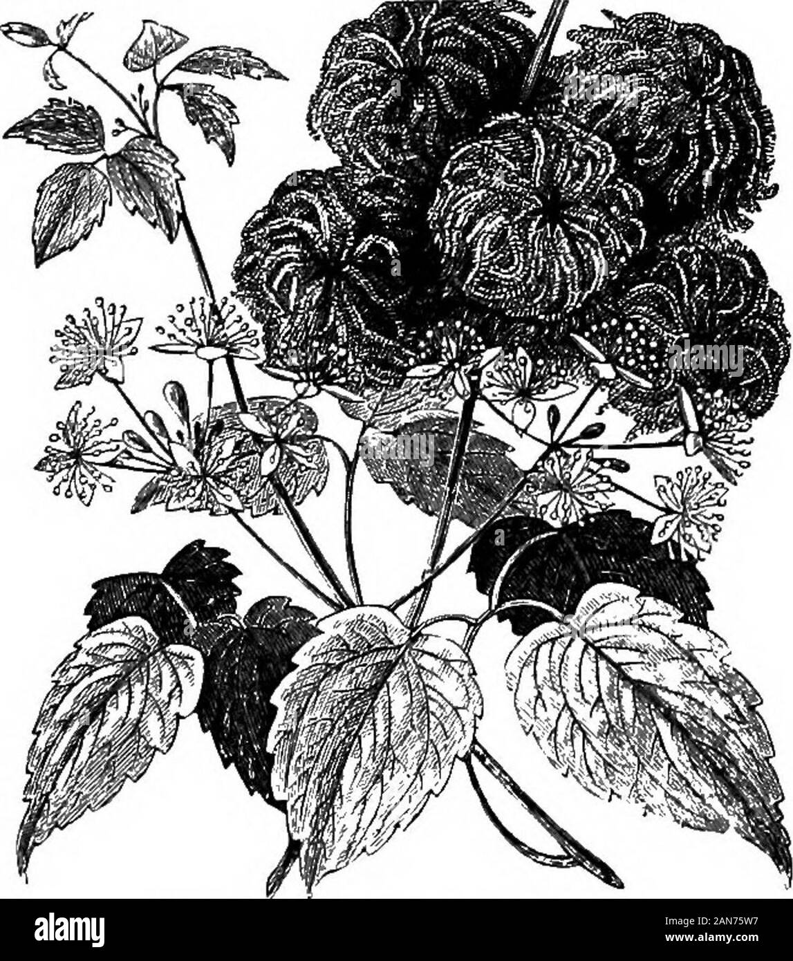 An illustrated encyclopædic medical dictionaryBeing a dictionary of the technical terms used by writers on medicine and the collateral sciences, in the Latin, English, French and German languages . a with larger rose-coloredflowers. [B, 19 (a, 24).]—C. sarcophaga [Commerson]. See C.mauritiana.—C. sepium [Lamarck], C. silvestris latifolia [C.Bauhin]. SeeC.vrta^ba.—C.triflora[Vahl]. ^&&C.mauritiana.—C. triloba. A chmbing species with large white flowers. In Indiathe leaves are used in infusion for leprosy, fevers, and various blooddiseases. [A, 479.]—C. tiibulosa. Tube-flowered c.; a perennialsp Stock Photo