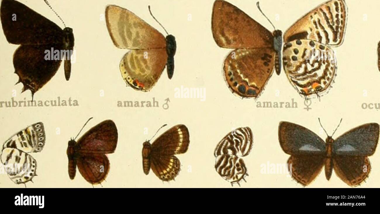 Die Gross-Schmetterlinge der Erde : eine systematische Bearbeitung der bis jetzt bekannten Gross-Schmetterlinge . rubricincta J. Stock Photo