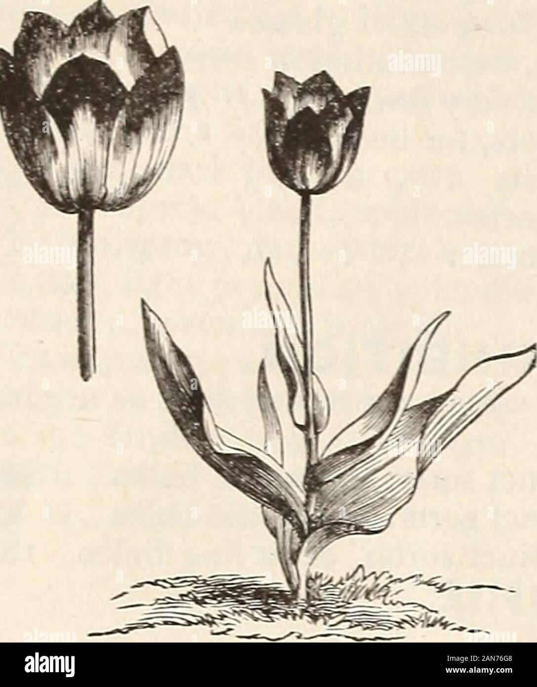 Autumn catalogue 1894 : bulbs . rant spikes are valuable for cutting purposes. Each. Per Doz. Per ioo. Pure White $0.05 $0.45 $3.00 Pale Yellow 08 .70 5.00 GRAPE HYACINTHS. Perfectly hardy, very pretty, and admirably adapted for permanent beds, clumps, edges, andpartially shaded situations. Height, about 5 inches. Each. Per Doz. Per ioo. Blue Grape Hyacinths $0.02 #0.10 $0.75 White^ 03 .20 1.50 MUSK AND FEATHERED HYACINTHS. Hardy, showy, early-flowering plants, with beautiful spikes of bell-shaped flowers. Each. Per Doz. Musk Hyacinth, yellow and blue; fragrant #0.10 $1.25 Feathered Hyacinth, Stock Photo