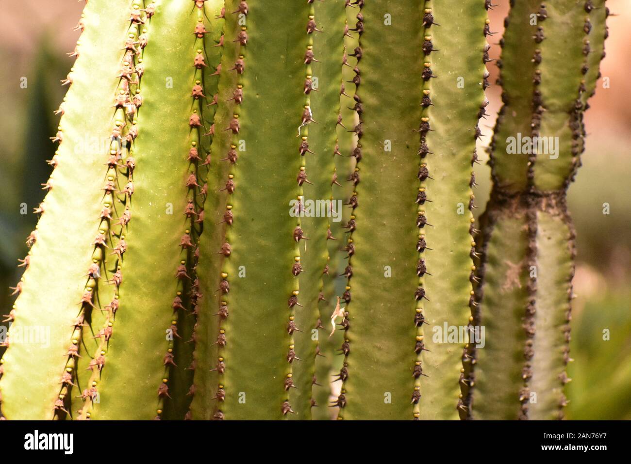 Euphorbia trigona closeup growing in Haifa Israel Stock Photo