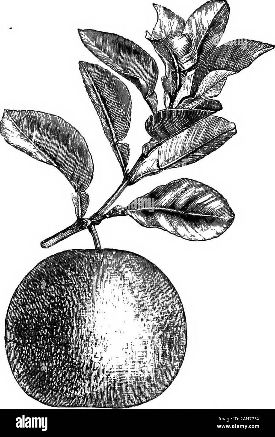 An illustrated encyclopædic medical dictionaryBeing a dictionary of the technical terms used by writers on medicine and the collateral sciences, in the Latin, English, French and German languages . e variety with a small, sweet fruit, [B,214]—c. latifolia. See C. aurantium latifolium.—C. limetta.Tv., Umettier. Ger., Limette, Limettenbaum. It., lime. 1. OfDe Candolle, the Citrus bergamia- of Risso, and the C. limettaof Risso in part, [B, 5, 212 (o, 24).] 2. Of Risso, a variety of theCitrus medica of Linnaeus. It has a pale-yellow fruit, oval orglobular, the Adams apple (pomo dAdamo) of the Ital Stock Photo