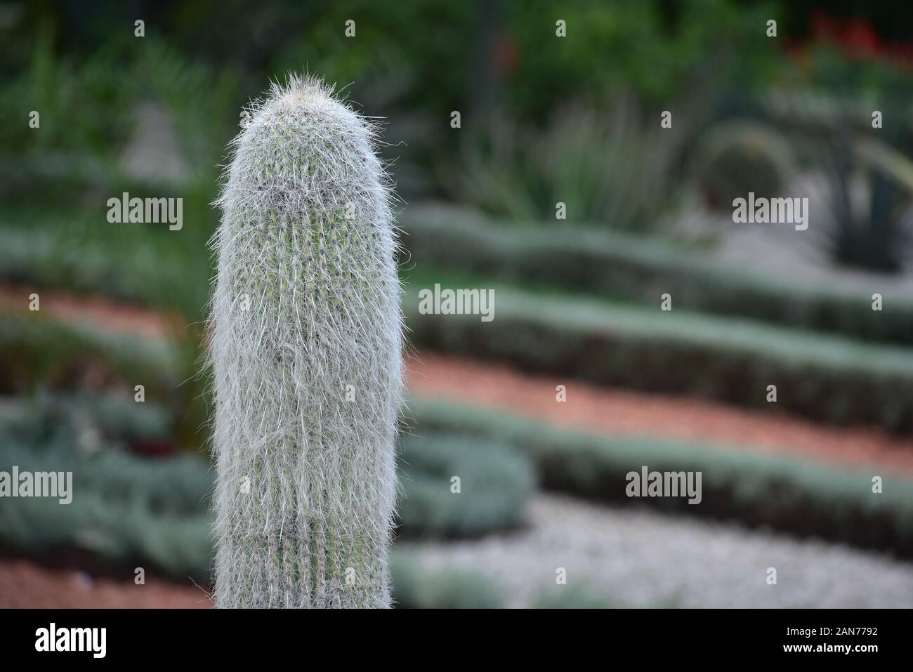 Cephalocereus senilis Old man cactus closeup in Haifa Israel Stock Photo