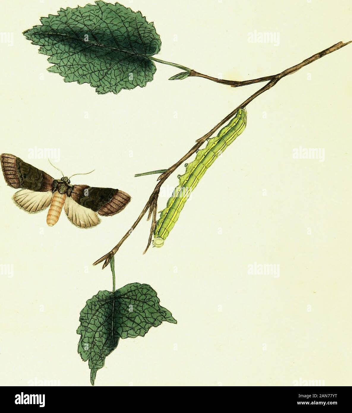 The natural history of British insects; explaining them in their