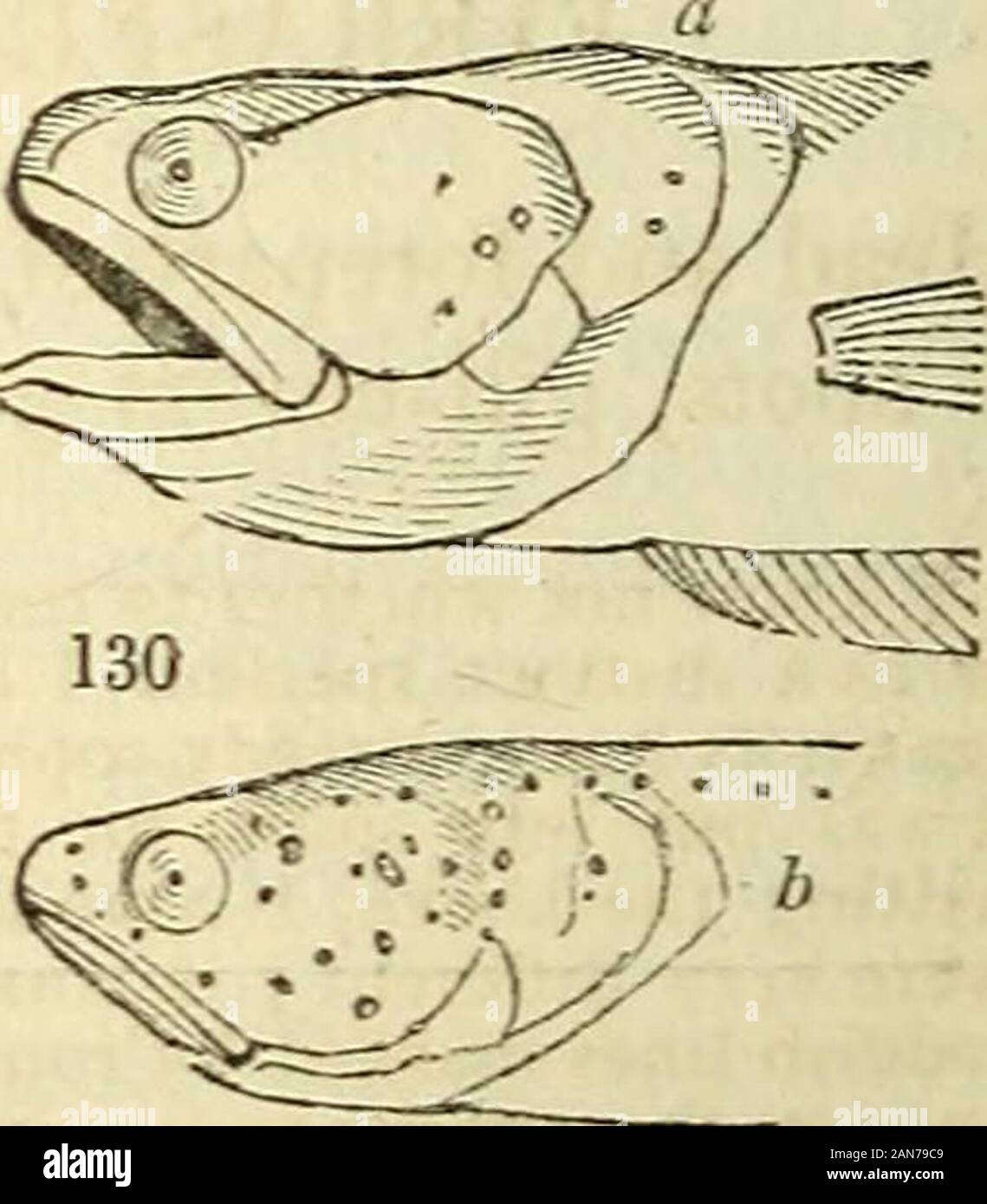 The natural history of fishes, amphibians, & reptiles, or monocardian animals . tly injured, so that the num-ber of its rays cannot be correctly ascertained ; but sufficient is left to showthat it was rather short and lanceolate. The total length of the specimenis one foot ; and the shape of the head, body, &c. presented no obviousdifference from the C. rubescens, except that the scales appeared, both tolUr. Vaterhouse and myself, proportionately much larger. FIERASFER acus {fig. 130. a.) Body sub-hyaline^ pale red with numerous waved trans-verse lines ; tliroat and lower jaw without spots. O Stock Photo