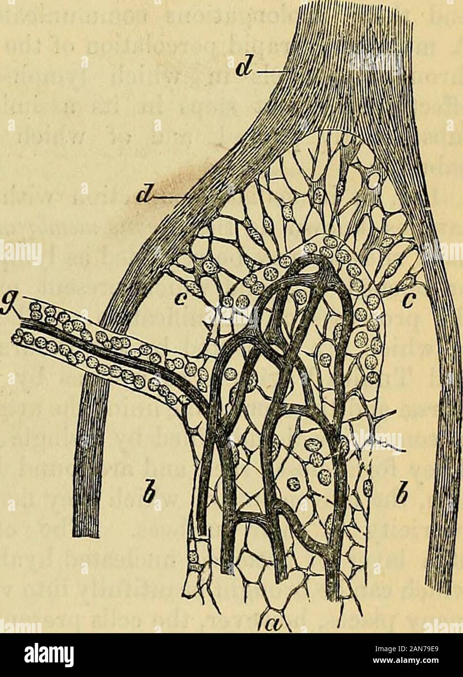Carpenter's principles of human physiology . e alveoli, and theprocesses of medullary substancepartially filling them. These aretermed the investing spaces (Frey)or lymphatic sinuses (His) of thefollicle, and are represented by bin Figs. 86 and 87. They aretraversed by irregular fibres, formedof nucleated cells with anastomosing prolongations, C C, Fig. 87. Accord- Portion of the Medullary substance of the Mesente-ino- to v ?Rpptlino-rianspn * tVimr aw ric Gland of an ox. The artery injected with Chromate ing 10 v. .ttecKnngnausen, tney are of Lead x 300 a&gt; Medullary aubstance with capillar Stock Photo