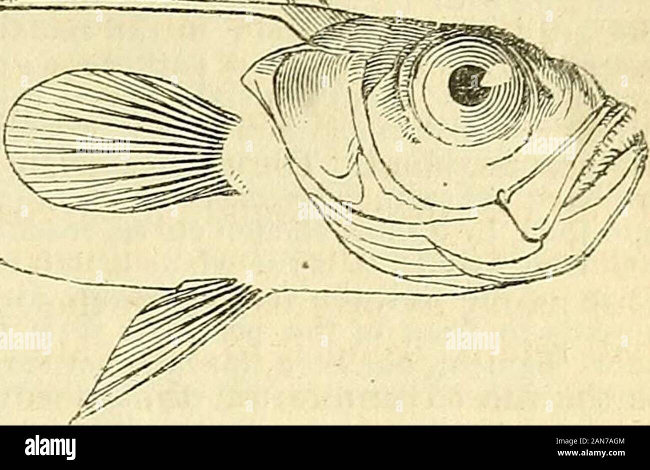 The natural history of fishes, amphibians, & reptiles, or monocardian animals . tentive examination, will be found to vary in a most remarkable manner.These characters, so difficult to determine in preserved specimens, eitherwet or dry, may in some measure account for the universal belief of therebeing but one species-. APPENDIX. 399 The Cepola rubescens of LinnEeus was probably a northern fish, and weaccordingly retain that name to the one figured and descri- . j ?8 bed by Montague.* It is atonce known from the follow-ing by the specific charac-ters above mentioned. Wemay observe^ in addition Stock Photo