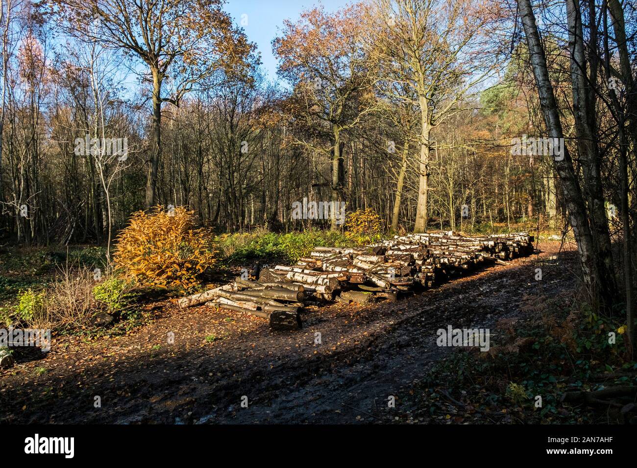 Piles of logs as part of the woodland management and opening up of new trails at Thorndon Park in Brentwood in Essex. Stock Photo