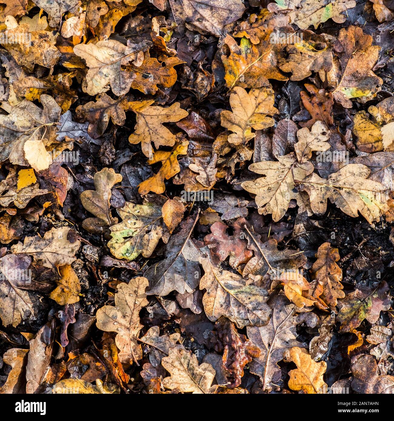 Dead oak leaves hi-res stock photography and images - Alamy