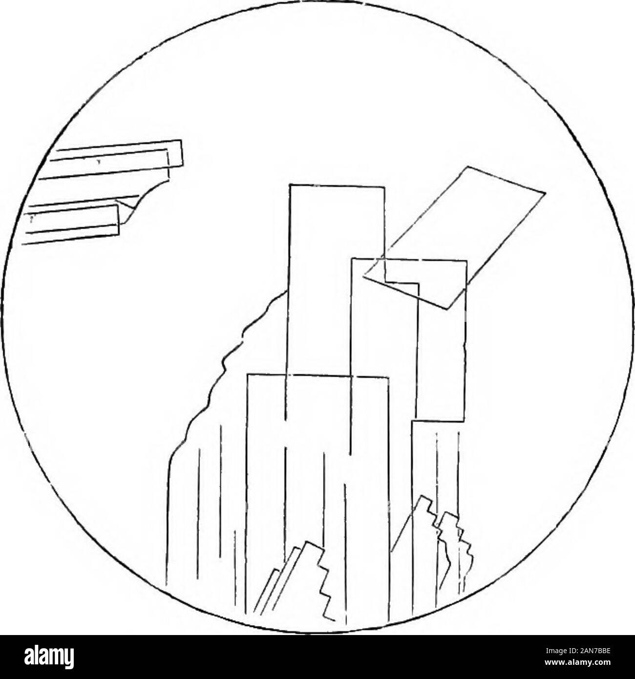 Hypericifolium Black and White Stock Photos & Images Alamy