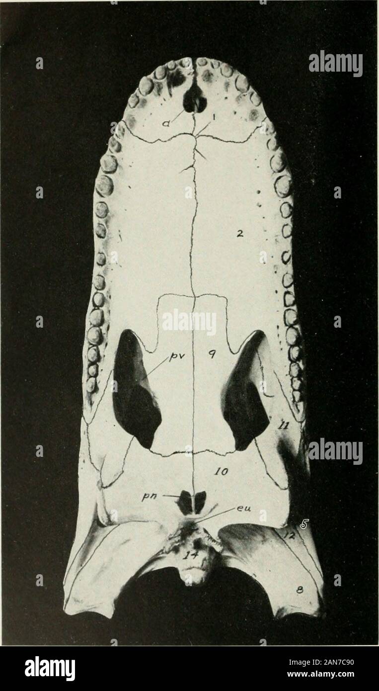 The alligator and its allies . kull figured, isa small bone lying in the eyelid close to the junctionof the frontal and prefrontal. Being unattachedit is usually absent from^ prepared skulls. The jugal or malar (5) is an elongated bone thatforms a part of the lateral border of the head, onthe one hand, and most of the lateral border of theorbit on the other. Anteriorly it articulates withthe maxilla; medially with the lachrymal andprefrontal; posteriorly with the quadratojugal,and ventrally with the transpalatine. With thetranspalatine it sends, in a dorso-medial direction,a process that meets Stock Photo