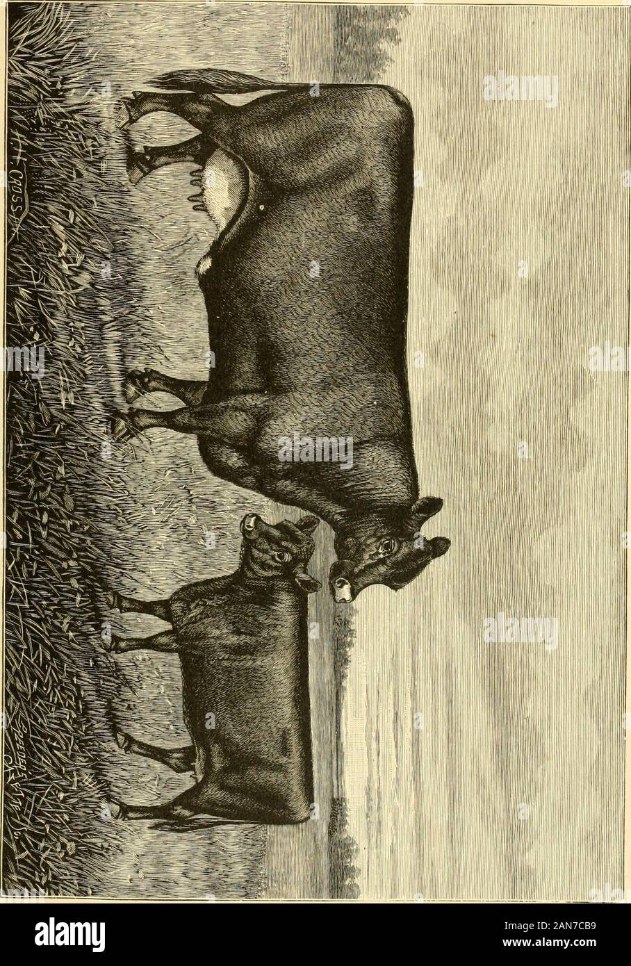 The breeds of live stock, and the principles of heredity .. . ABERDEEN-ANGUS COW BEAUTY OF HILLHURST (7140) AND CALF. Calved Dec. 10, 1881; bred by the Earl of Strathmore, GlamisCastle, Scotland; imported by Hon. M. H. Cochrane, Hillhurst, P.Q., Can.; property of Mr. T. W. Harvey, Turlington, Otoe Co.,Neb.; got by Bismarck 2d (i860) [bred at Tillyfour and sold to theEarl of Strathmore], dam Beauty 2d of Glamis (4800) by Elcho(595) [S^r George Macpherson Grants famous son of Juryman andErica]; 2d dam Beauty of Glamis (3515) by Elchies (563), etc.The calf shown in the picture, Beauty of Turlingt Stock Photo