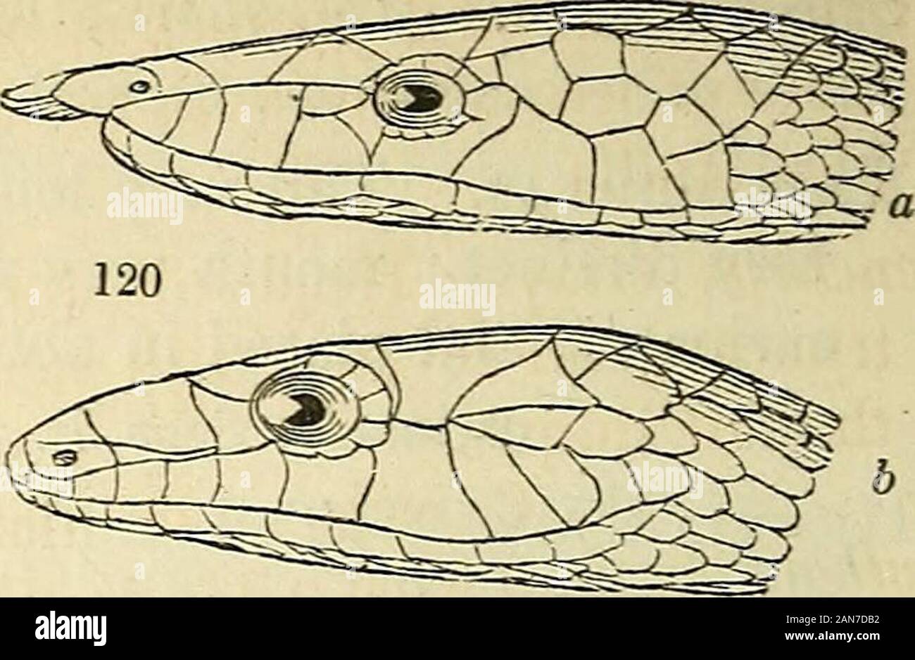 The natural history of fishes, amphibians, & reptiles, or monocardian animals . cylindrical, confounded withthe head ; tail very short; scales smooth; caudalplates entire, in two rows. C. Linnae Boie. (Coluber calamarius Linn.) Brachyorrhos Kuhl. Head not distinct; eyes small;tail short, acute. albus. Linn. Mus. Adol. pi. 14. fig. 2. Lycodon Boie. Scales nearly square ; body long, sub-compressed j abdominal plates convex.L. fasciolatus Linn. Shaw, Russell, Serp. i. pi. 21. Zenopeltis Boie. Nose rounded; plates of the headtriangular, larger than the dorsal scales; tail conical.Z. eoncolor Boie. Stock Photo