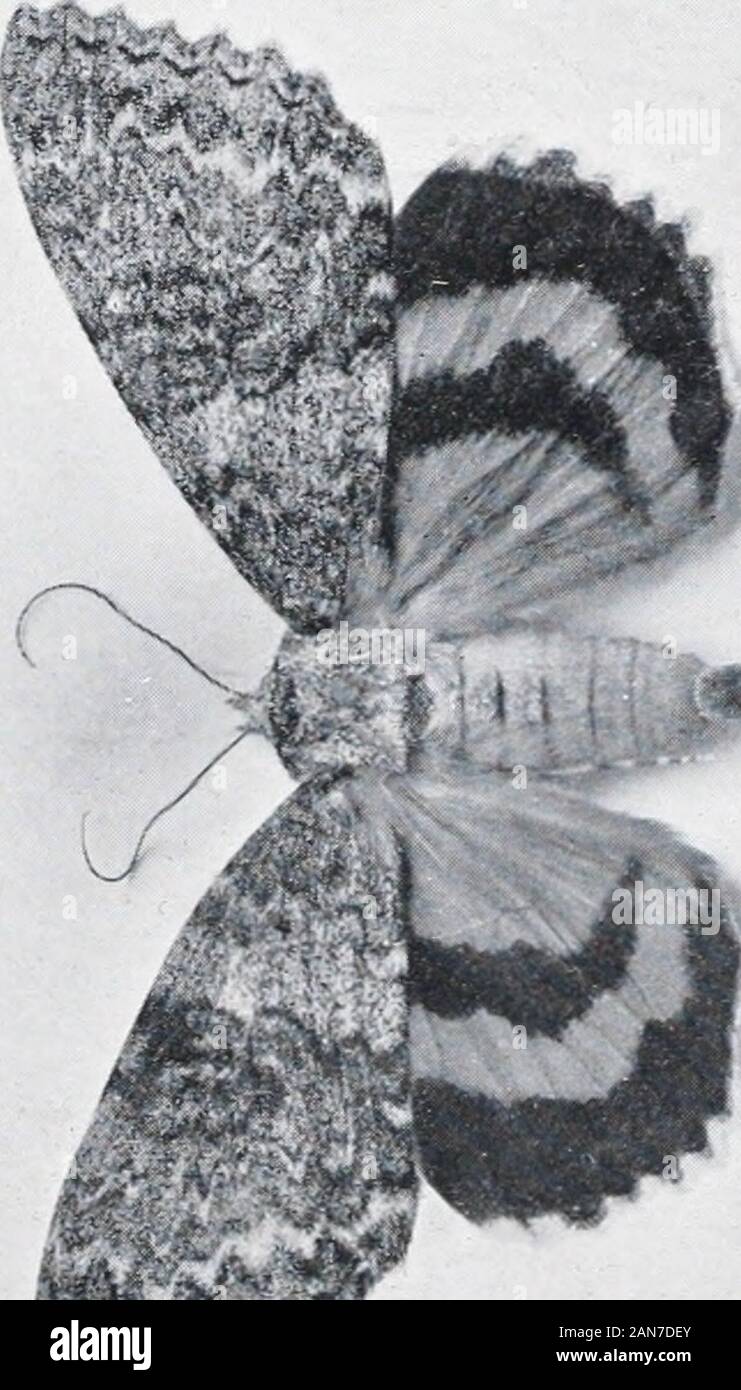 As nature shows them; moths and butterflies of the United States, east of the Rocky mountainsWith over 400 photographic illustrations in the text and many transfers of species from life . SPHINXES. 143 like the preceding species except that there are several white linesfollowing the veins and extending diagonally across tlie upper wings.There are also white lines on the thorax, and the abdomen has adecided rosy tint besides tlie black and white markings. This insectis found from the Atlantic to the Pacific coast, and extends well upinto Canada and also into the southern parts of the country, a Stock Photo