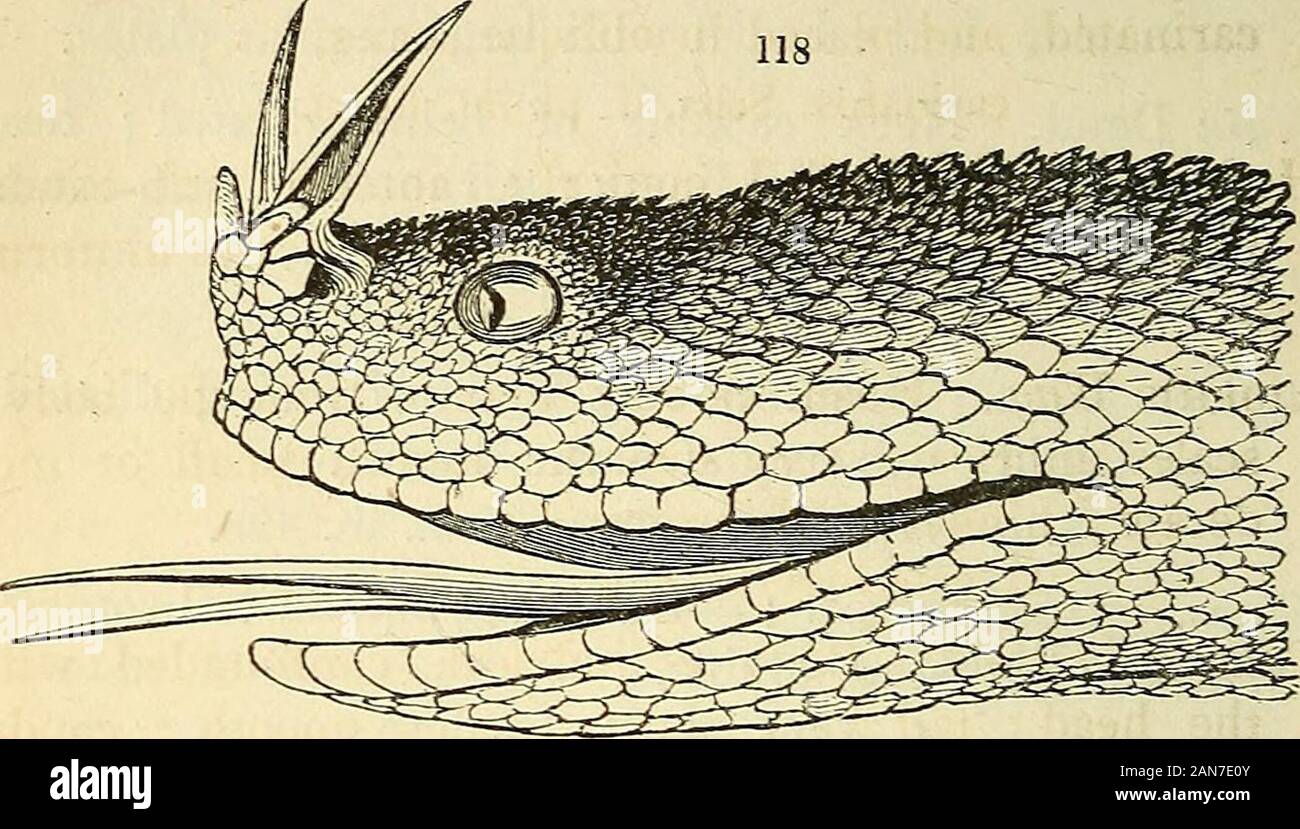 The natural history of fishes, amphibians, & reptiles, or monocardian animals . double. furcatus. Russ. ii. pi. 19. Platurus Lat, Head indistinct; body cylindrical;dorsal scales equal; tail compressed , carinated; sub-caudal plates double. P. laticaudatus. Shaw, Zool. ii. 233. Trimesurus Lat. Head distinct; body fusiform ; tail conical; caudal plates partly single^ partly double. T. leptocephalus. Lac. Ann. Mus. iv. pi. 56. f. 1. Oplocephalus Cuv. Like the last, but the caudal platesall simple. O. Cuvieri Gray. Family 3. COLUBERID^. Lower jaw mobile ; upper jaw toothed; fangs eitherentirely wa Stock Photo