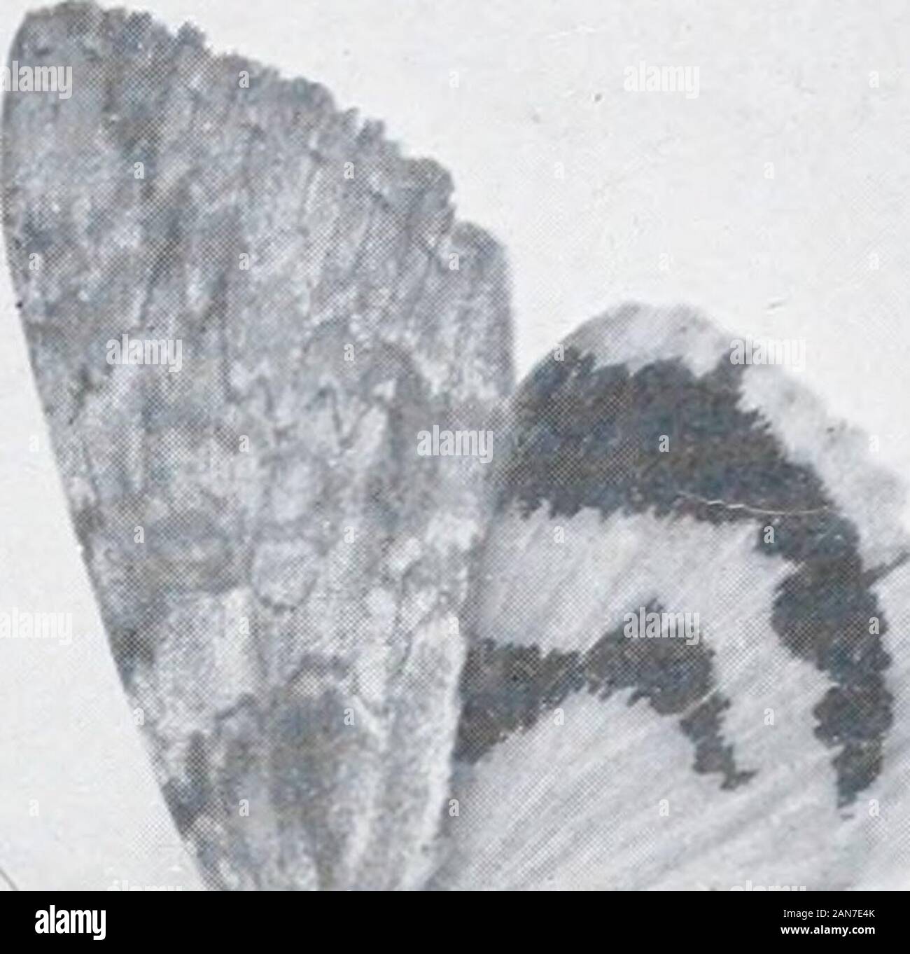 As nature shows them; moths and butterflies of the United States, east of the Rocky mountainsWith over 400 photographic illustrations in the text and many transfers of species from life . IIA-< ,™ iNp c it Stock Photo