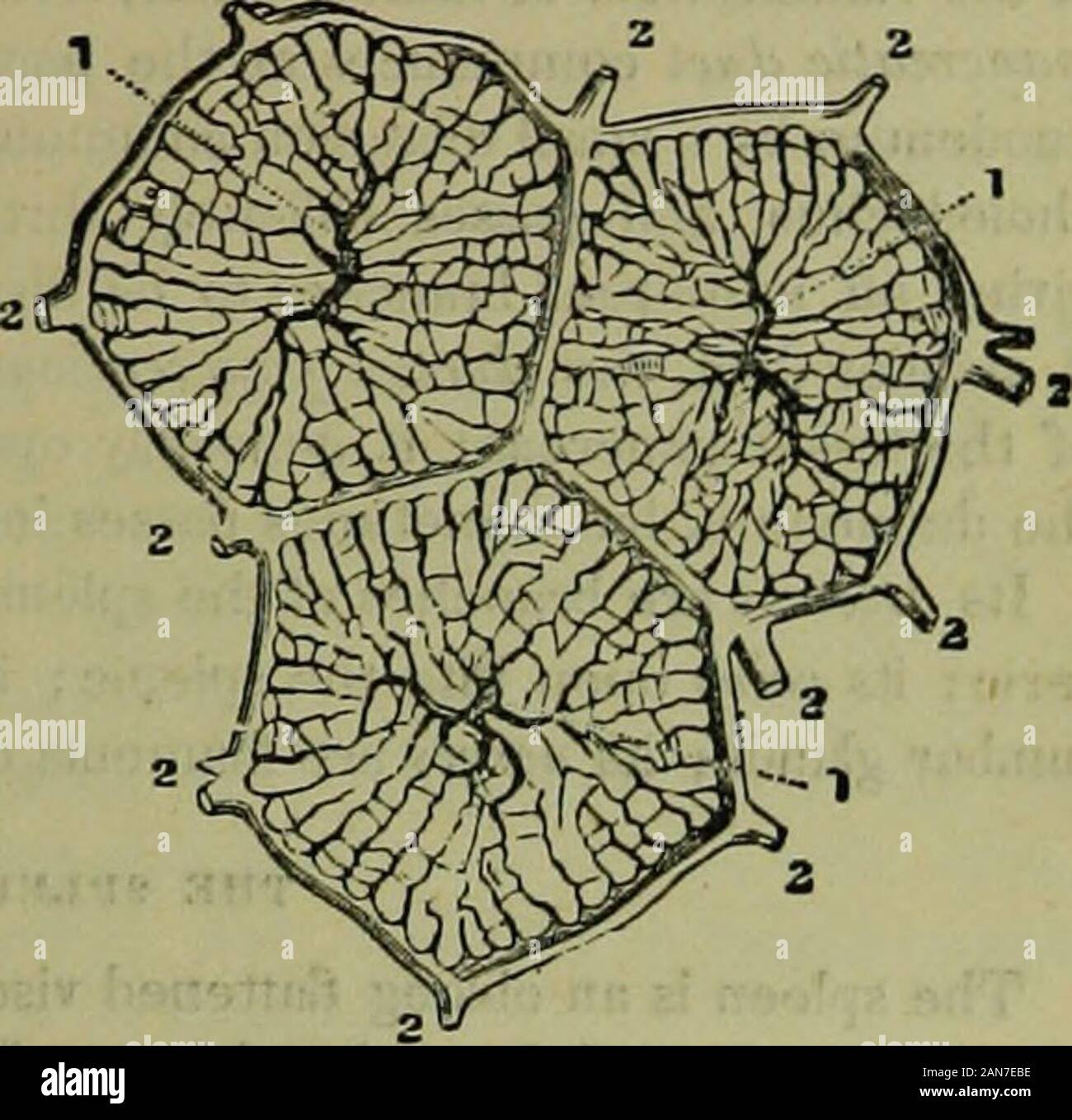 The hydropathic encyclopedia: a system of hydropathy and hygiene .. . vein. The Mterj SPLANCHNOLOGY. 221 ramifies abundantly in the coats of the hepatic ducts, supplying mate-rials for their mucous secretion, and for the nutrient vessels of theentire organ. The hepatk veins commence in the centre of each lobule by minuteradicles, which collect the impure blood from the lobular venousplexus, and convey it into the interlobular veins ; these open into veinscalled sublobular, and the sublobular unite to form the large hepatictrunks by which the blood is conveyed into the vena cava. An important p Stock Photo