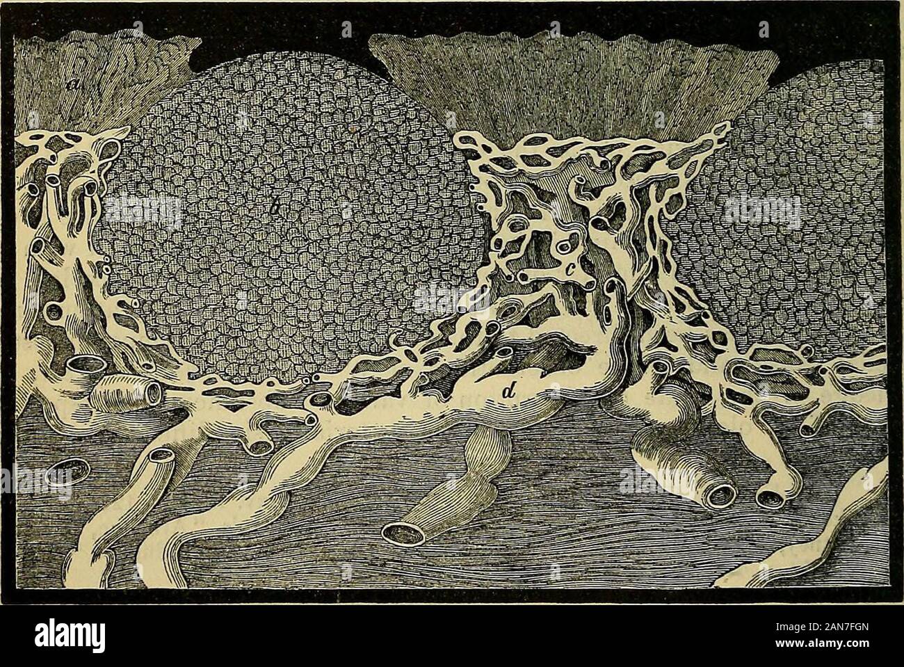 Carpenter's principles of human physiology . Perpendicular section through one of Peyers patches in the lower part of the ileum of the Sheepa. Lacteal vessels in the villi, b. The superficial layer of the lacteal vessels (rete angustum) c. inedeep layer of the lacteals (rete amplum). d. Efferent vessels, provided with valves, e. LieberKunn sglands. /. Peyers glands, a. Circular muscular layer of the wall of the intestine, h. Longitudinalmuscular layer, i. Peritoneal layer. Fig. 79.. A perpendicular section through the wall of the Processus Vermiformis (Man), a. Lieherkiihnianglands, b. Solitar Stock Photo