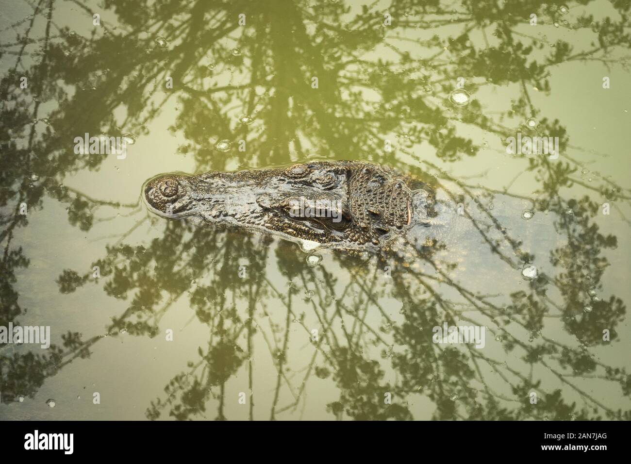 Siamese crocodile (Crocodylus siamensis) lurking underwater on a river near My Tho, Vietnam. This is an endangered species of medium-sized freshwater Stock Photo