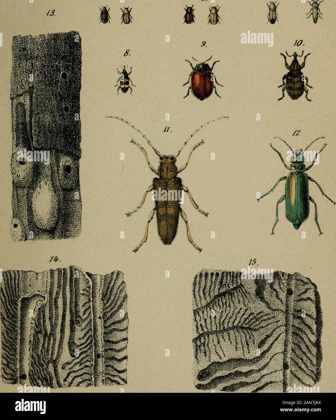 The protection of woodlands against dangers arising from organic and inorganic causes; as re-arranged for the 4th edof Kauschinger's 'Waldschutz' . 6. I. 1. IchneumonFly (Ichneumon nigritariusj. 2. Gold Beetle (Clerus formicariusj. 3. Predatory Fly (Tachina laevigata). 4. Pine Beetle (Hylurgus piniperda). 5. 8-toothed Spruce Bark-Beetle (Bost- richus typnqraphusj. 6. Large 12-toothed pine Bark-Beetle (Bostrichus stenographus). 7. Green Saw-horn Beetle fAgrilusviridisJ. 8. Small brown Pine weevil fPissodes notatusj. 9. Eed Poplar Leaf-beetle (Lina populij. 10. Pine weevil (Hylobius abietisj. 11 Stock Photo