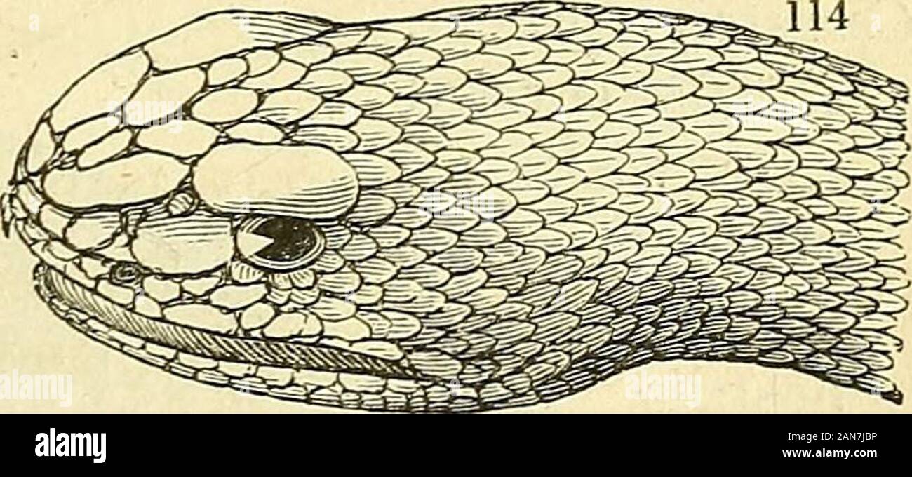 The natural history of fishes, amphibians, & reptiles, or monocardian animals . Herpeton Daud. Head furnished with two soft scalytentacula; the crown covered with plates ; those onthe belly narrow ; tail long. H. tentaculatus Daud. PsEUDOBOA Oppel. Head shorty enlarged behind, andcovered with large plates ; back carinated, with alongitudinal range of scales, wider than those of thesides. P. fasciata Schn. Russ. pi. 3. Family 2. CROTALID^. Poisonous Snakes. Terrestrial; upper jaw without teeth, but furnished withtwo large moveable poisonous fangs ; tail short, conical,and cylindrical. Cbotalus. Stock Photo