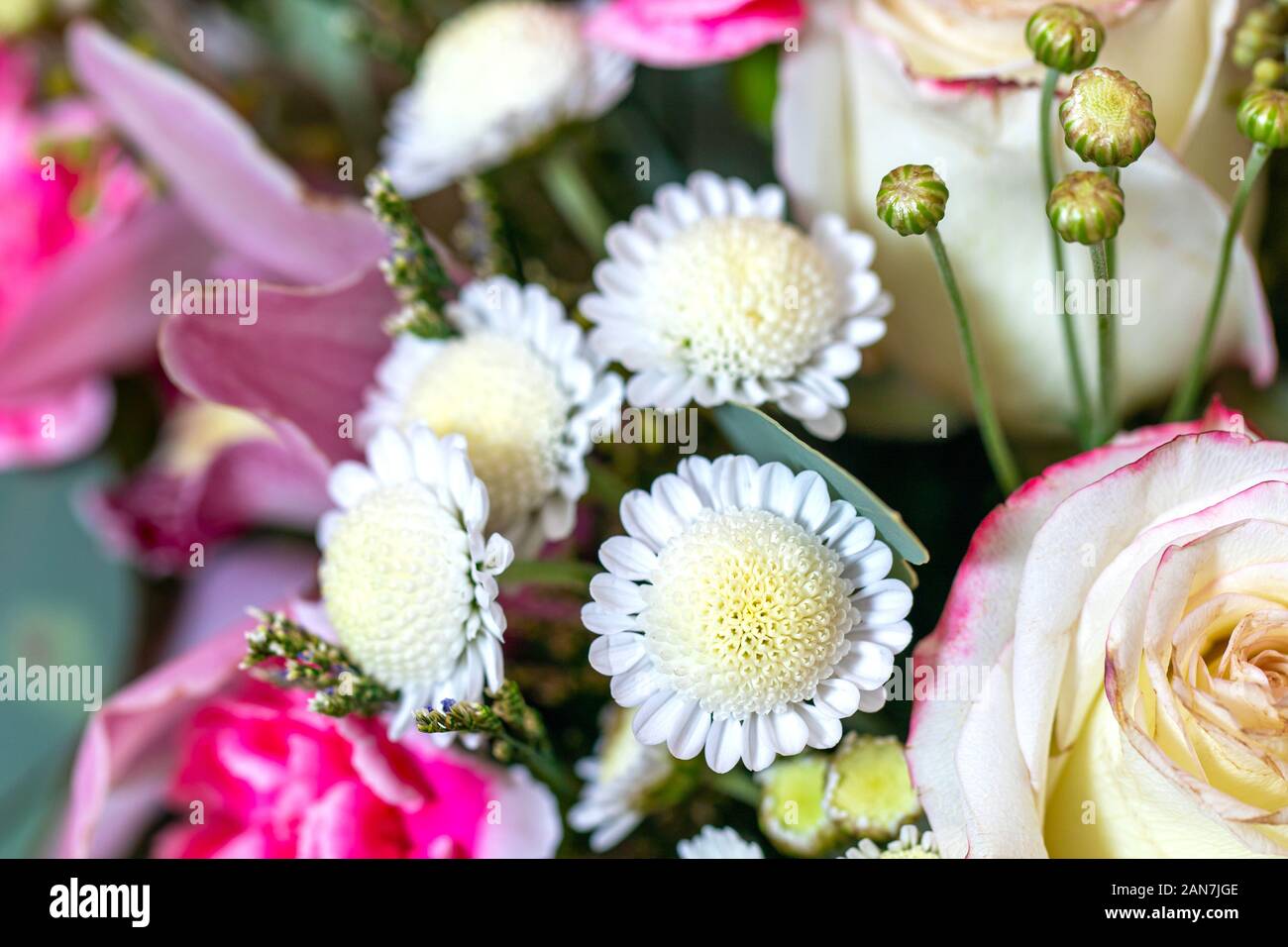 Pink and white flower. Beautiful flowers background for wedding scene