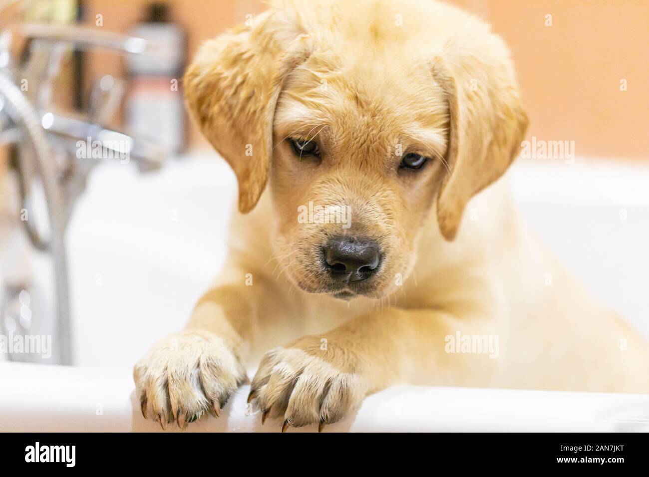 Labrador retriever puppy is taking a shower at home Stock Photo Alamy