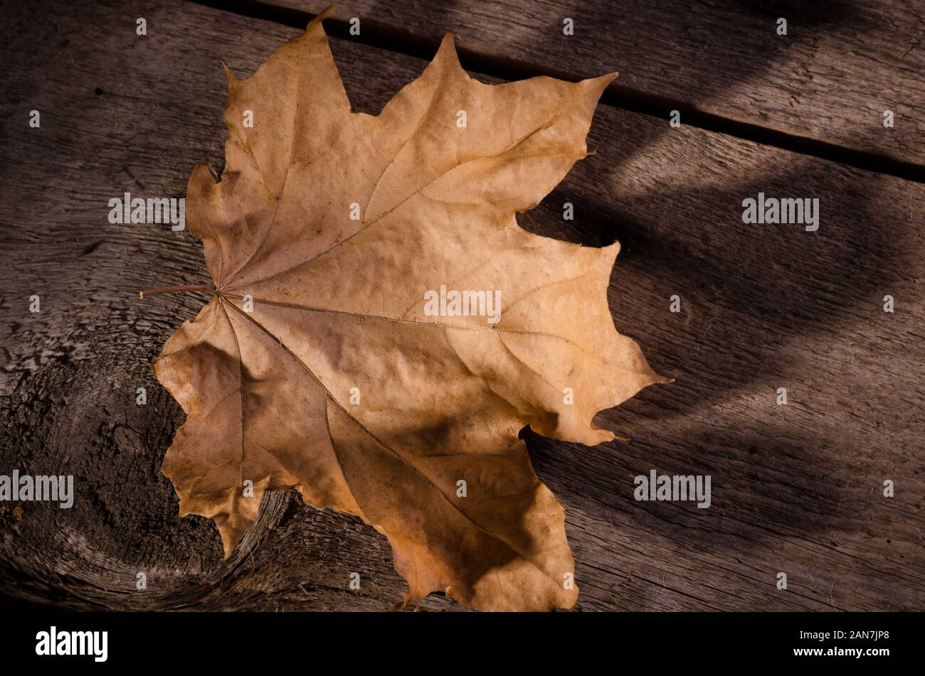 Crisp dry golden leaf fall hi-res stock photography and images - Alamy