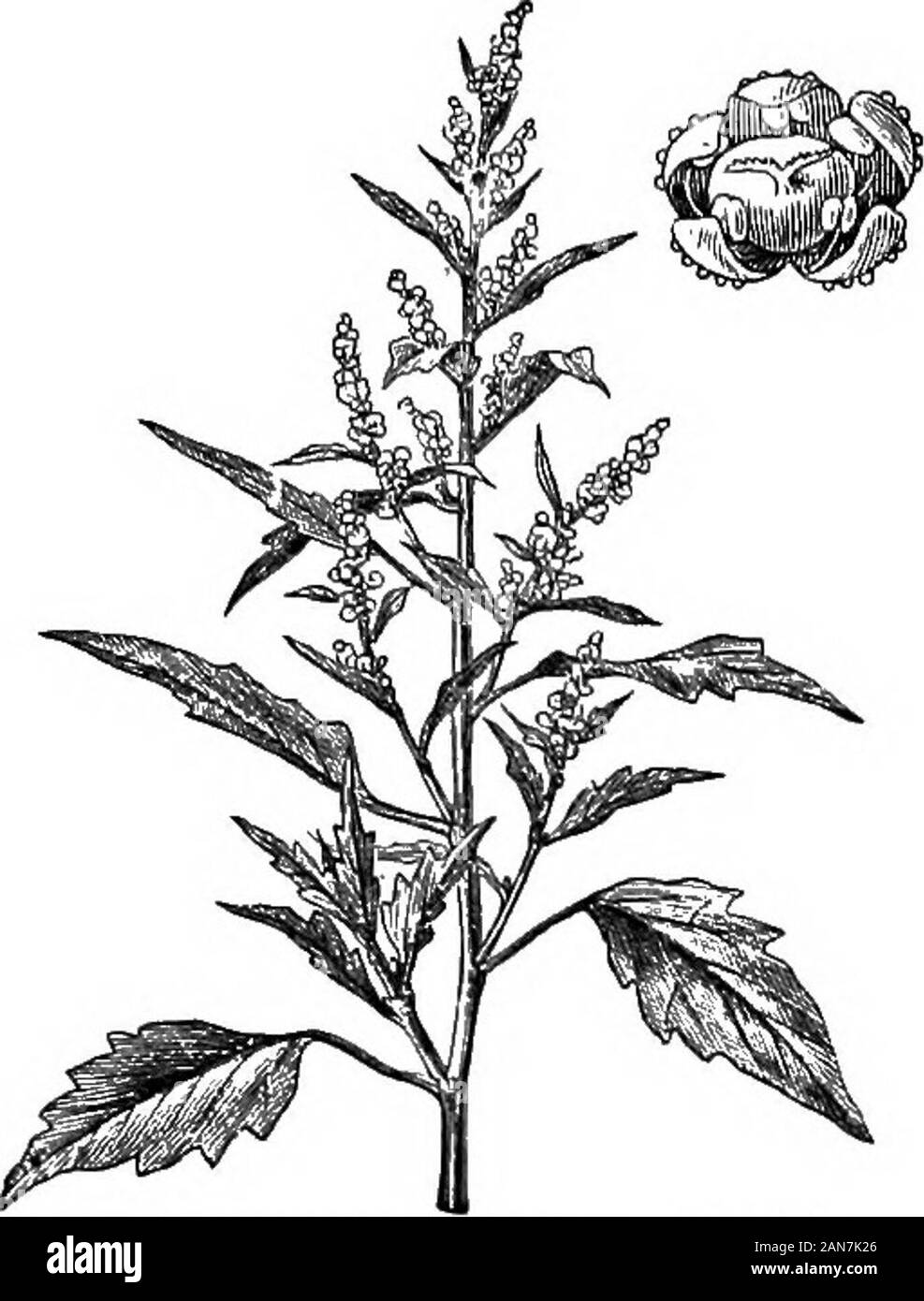 J 42 album Black and White Stock Photos & Images Alamy