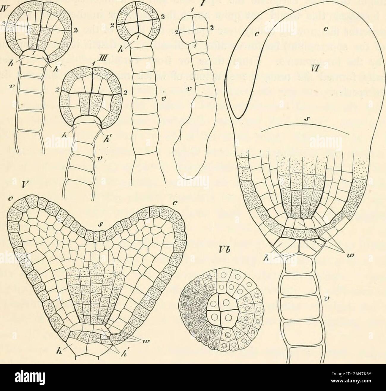 Aciculate Lectures on the physiology of plants . s situated at right angles toone ...