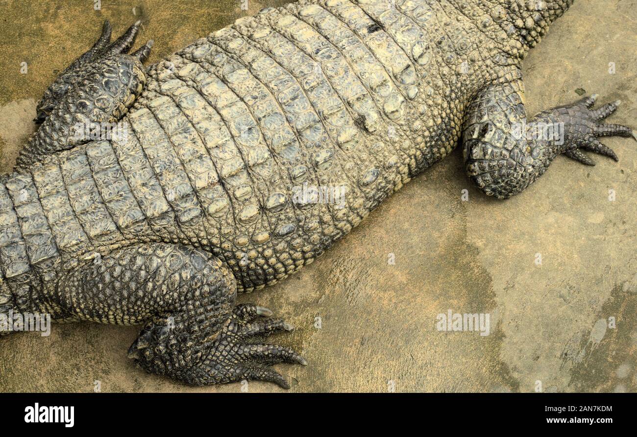 Skin of a Siamese crocodile (Crocodylus siamensis) on a farm near My Tho, Vietnam. This is an endangered species of medium-sized freshwater cro Stock Photo