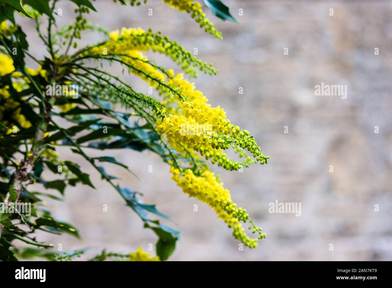 Yellow flower spikes on a Mahonia Japonica bush creating winter colour Stock Photo