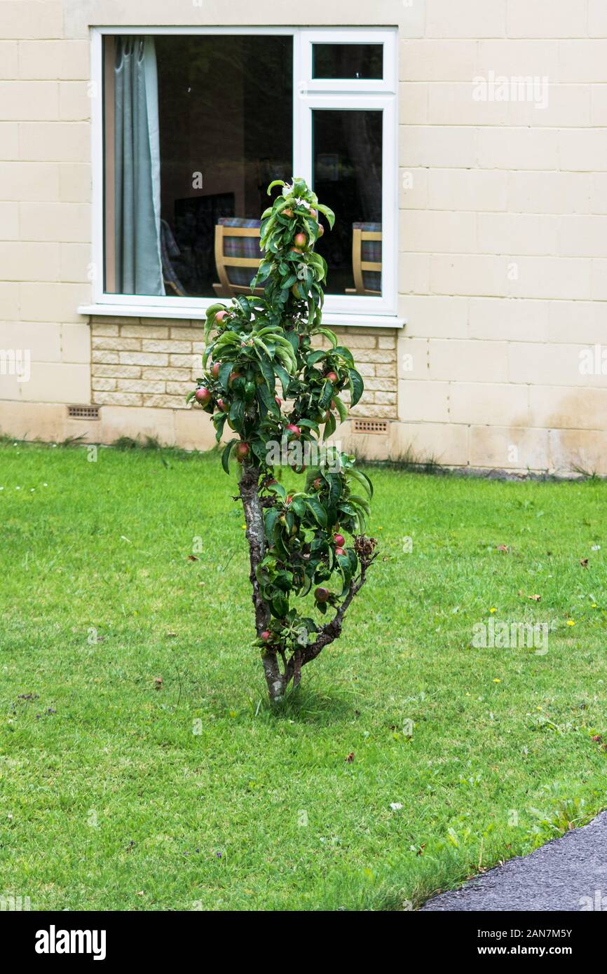 A dwarf apple tree with red and green fruits grown in the middle of a front lawn with the house in the background Stock Photo