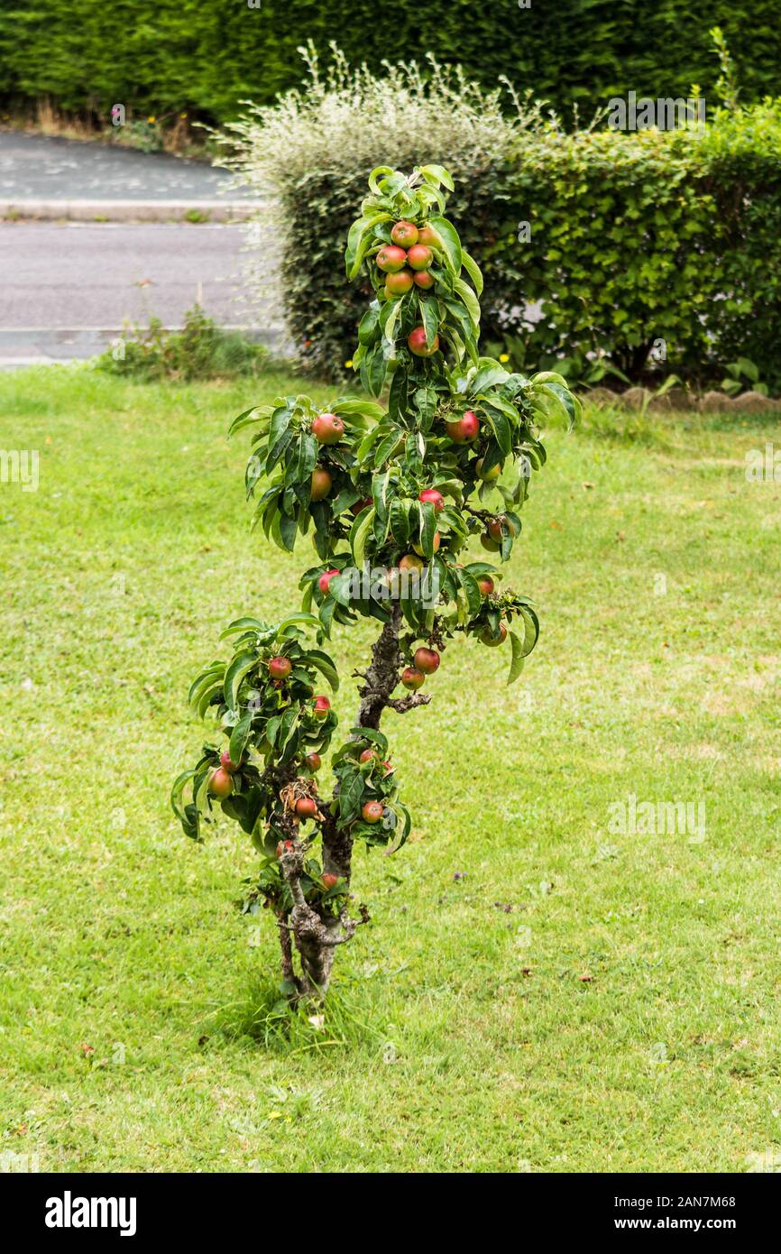 https://c8.alamy.com/comp/2AN7M68/a-dwarf-apple-tree-with-red-and-green-fruits-grown-in-the-middle-of-a-front-lawn-with-the-street-in-the-background-2AN7M68.jpg
