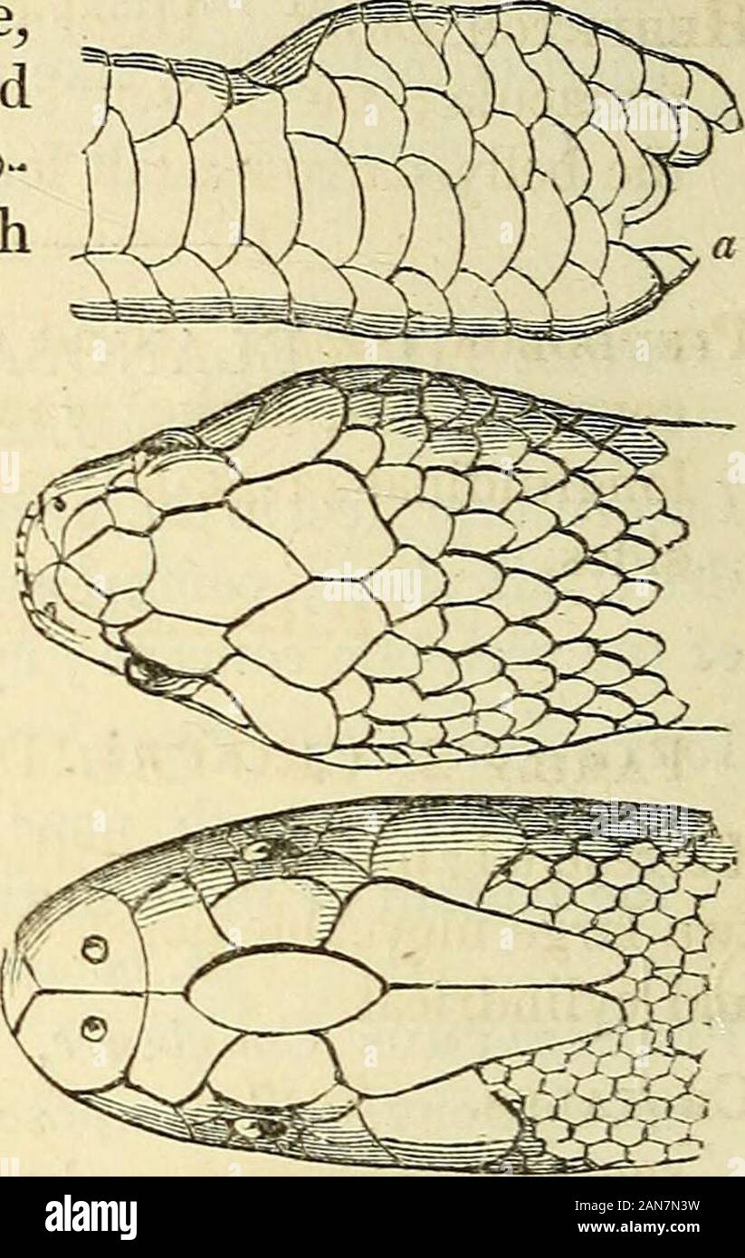 The natural history of fishes, amphibians, & reptiles, or monocardian animals . nigriciiictus. Russ. Serp. pi. 6. chloris. lb. pi. 7. Pel AMIS Daud. Head gibbous, or enlarged behind;all the scales small, equal, and hexagonal; head withlarge plates; poisonous. P. bicolor Schn. Russ. Serp. pi. 41. Chersydrus Cuv. Head and body entirely coveredwith small carinated scales ; the tail compressed.C. granulatus Mer. Achrocordus Cuv. Resembling the last, but the tail isnot compressed. A. Javanicus Auct. dubius {fig. 113.) OPHIDES. CROTALID^. 36i Stock Photo