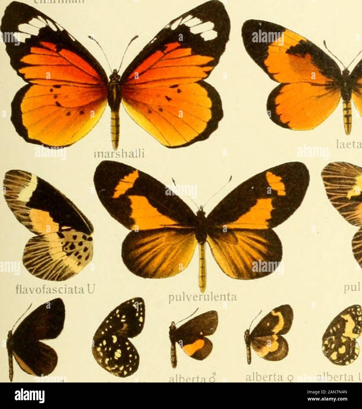 Die Gross-Schmetterlinge der Erde : eine systematische Bearbeitung der bis jetzt bekannten Gross-Schmetterlinge . Stock Photo